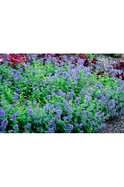 Nepeta Laguna Blue у квітнику